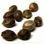 Семена марихуаны АК-47  (Seeds AK-47) в Кувандыке